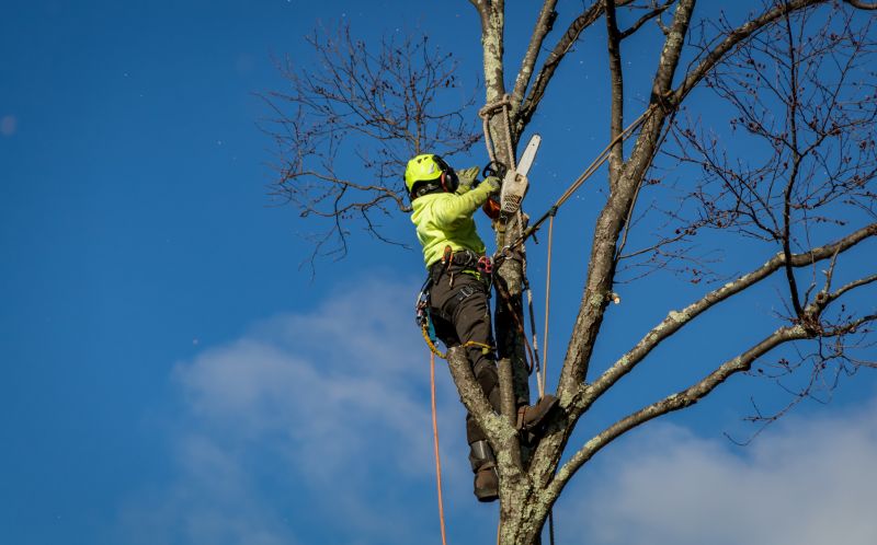 Certified Tree Removal Experts