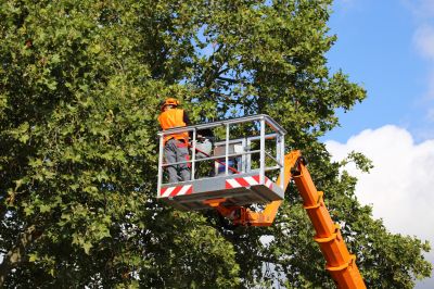 Emergency Tree Removal Services