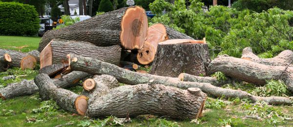Large Tree Removal in Edmond