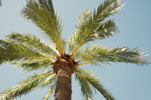 Palm Tree Removal in Edmond