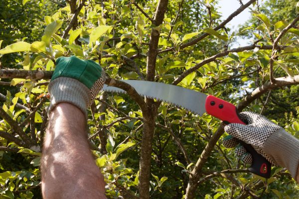 Small Tree Removal in Edmond