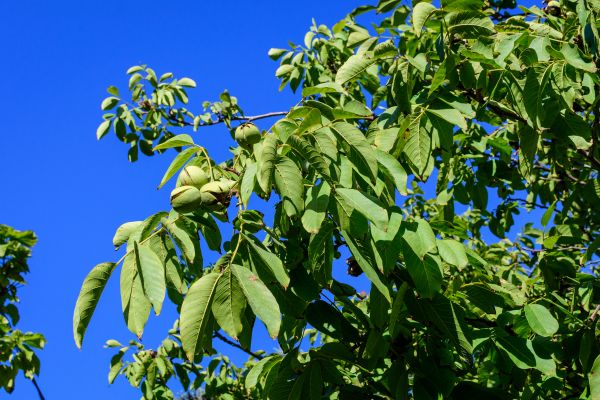 Walnut Tree Removal in Edmond