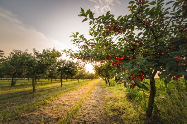 Cherry Tree Removal in Edmond