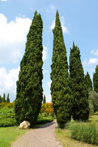 Cypress Tree Removal in Edmond