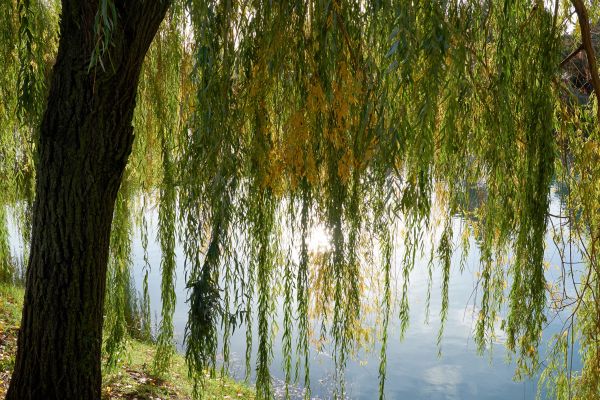 Willow Tree Removal in Edmond