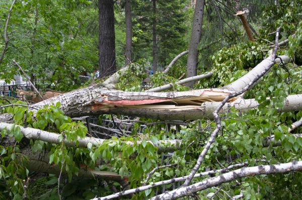 Birch Tree Removal in Edmond