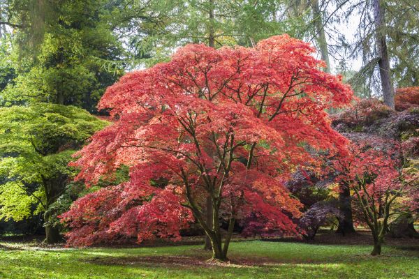 Maple Tree Removal in Edmond