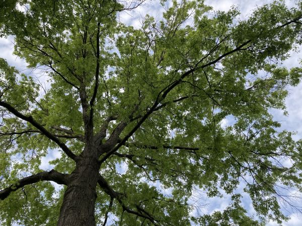 Oak Tree Removal in Edmond