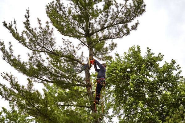 Pine Tree Removal in Edmond
