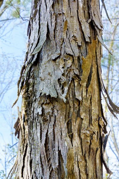 Hickory Tree Removal in Edmond