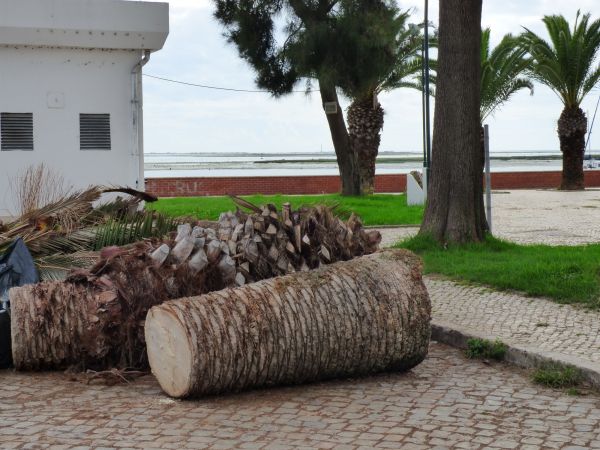 Palm Trees Removal in Edmond