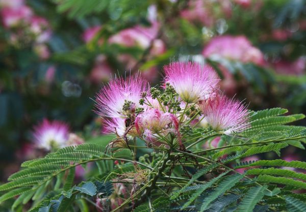 Mimosa Tree Removal in Edmond