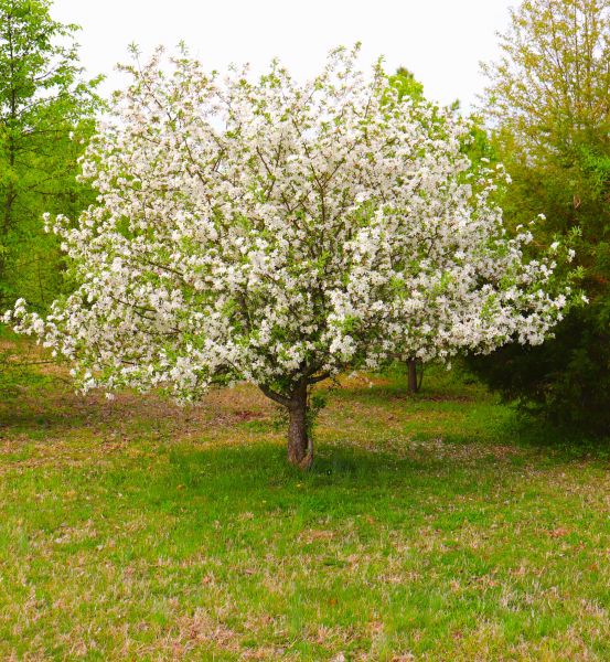 Dogwood Tree Removal in Edmond