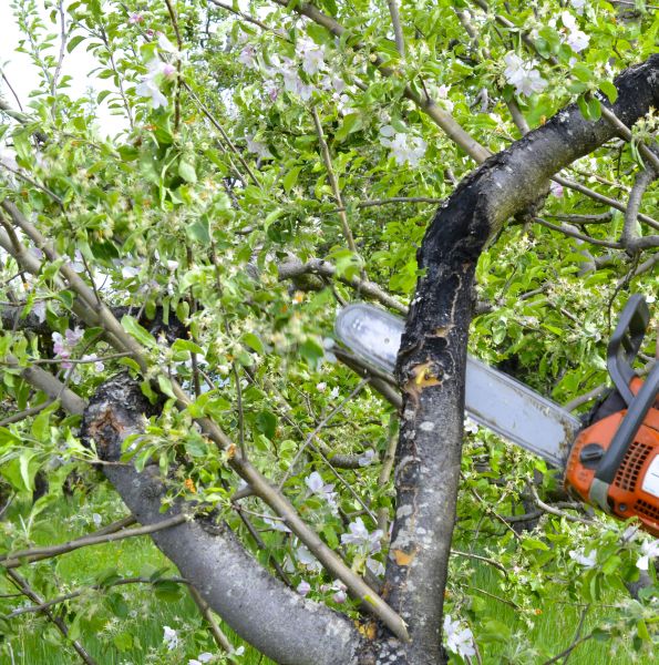 Apple Tree Removal in Edmond