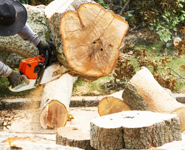 Tree Removal Service in Edmond