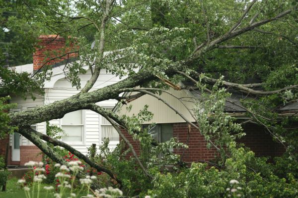 Emergency Tree Removal in Edmond
