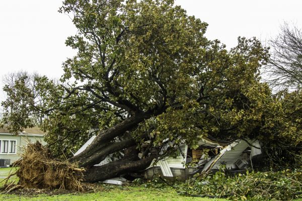 Fallen Tree Removal in Edmond