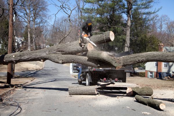 Residential Tree Removal in Edmond