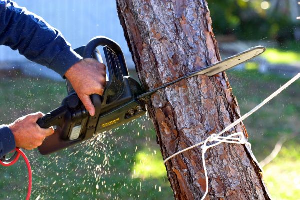 Dead Tree Removal in Edmond